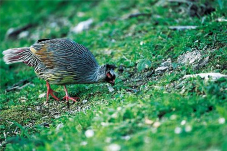 吉林自考《新闻学》试题及答案（五）（1.31）